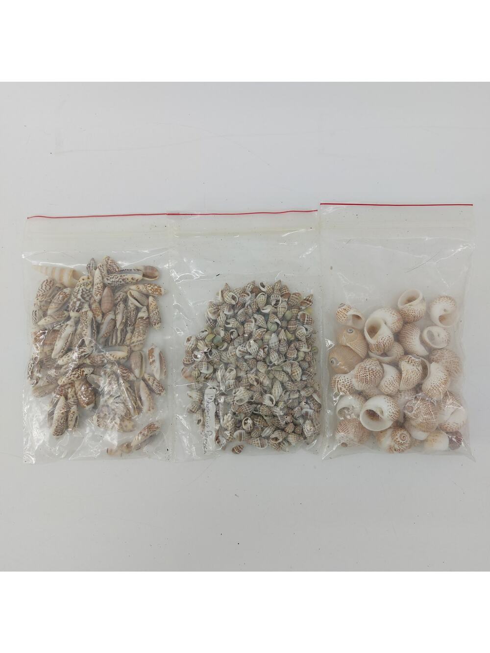 Natural Seashells DIY Crafts Lot Nautical Nassarius Persich